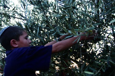 Творящий плод дерева, Керем Красанти, оливковое масло, Офра