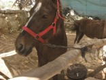 Фавориты, «Урвот Ткоа» («Стойла в Ткоа»), лошадиная ферма, Ткоа