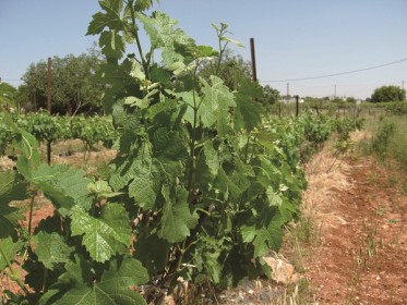 Ханаанский бальзам «Ариэль бе-Йеѓуда», элитная винодельня, Рамат-Мамре (Харсина)