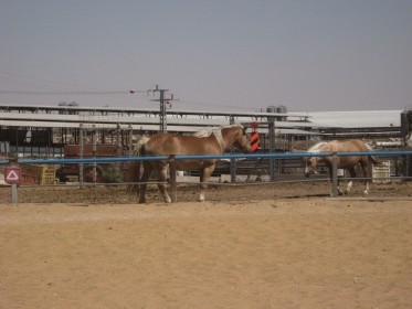 Скачи, моя лошадка, ферма «Тхия» («Возрождение»), лошадиная ферма, Ятир
